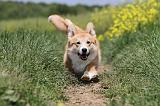 CORGI PEMBROKE 454